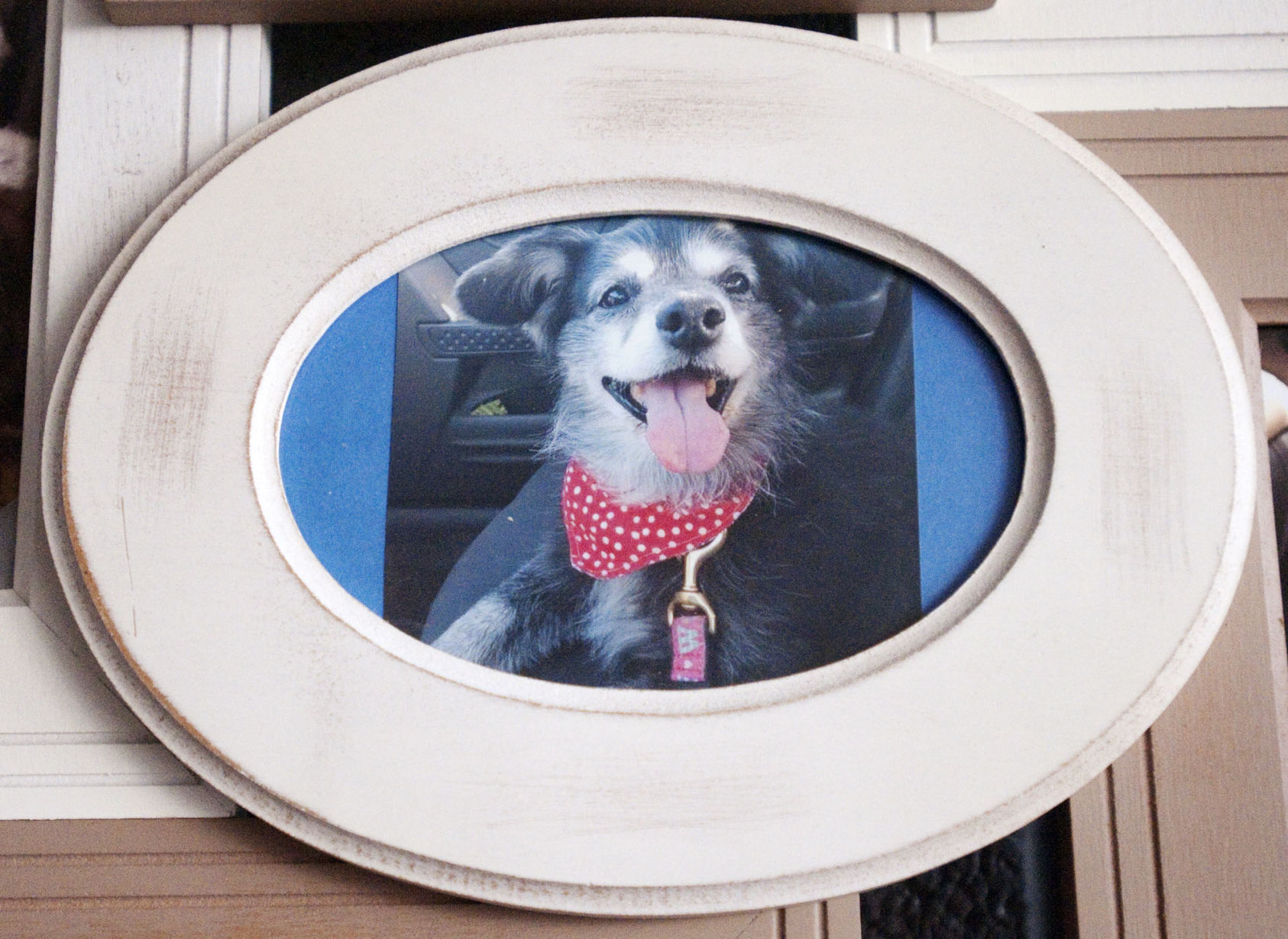 Mitzy's Morsels Pet Food Pantry